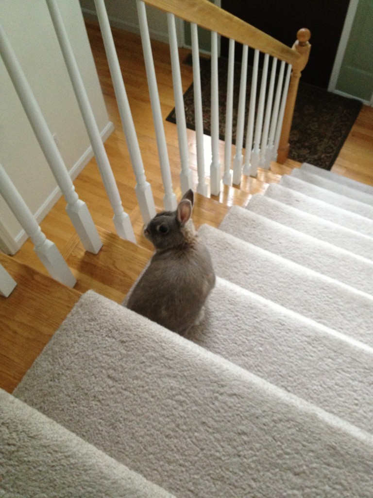 After six months of training, I become a free range bun in my new home.