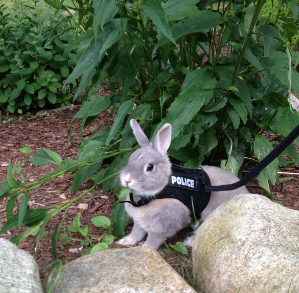 Not all bunnies enjoy the outdoors but if yours does, consider a harness made especially for us!